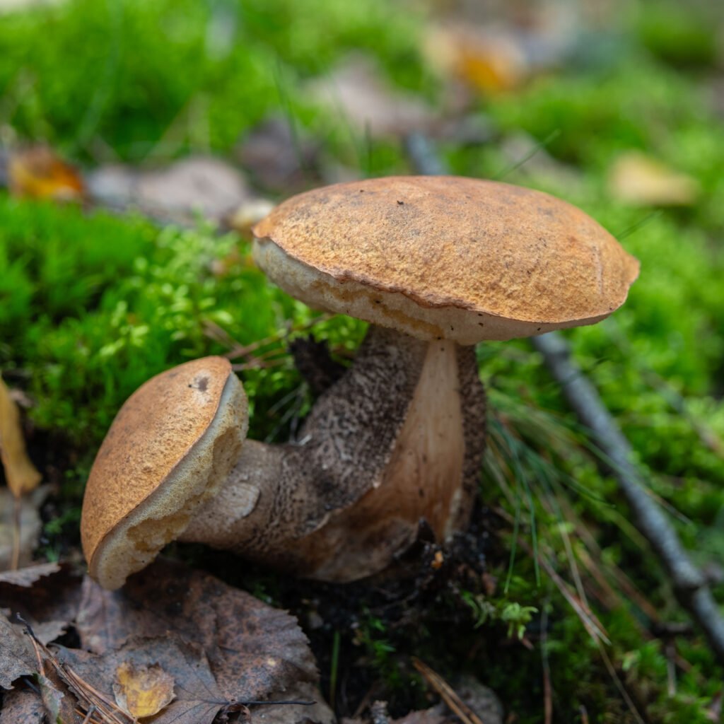 mushroom picking