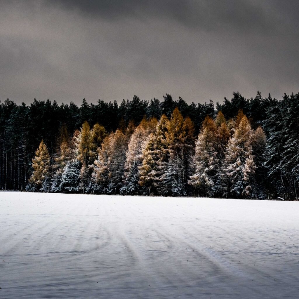 nature photography: Forest